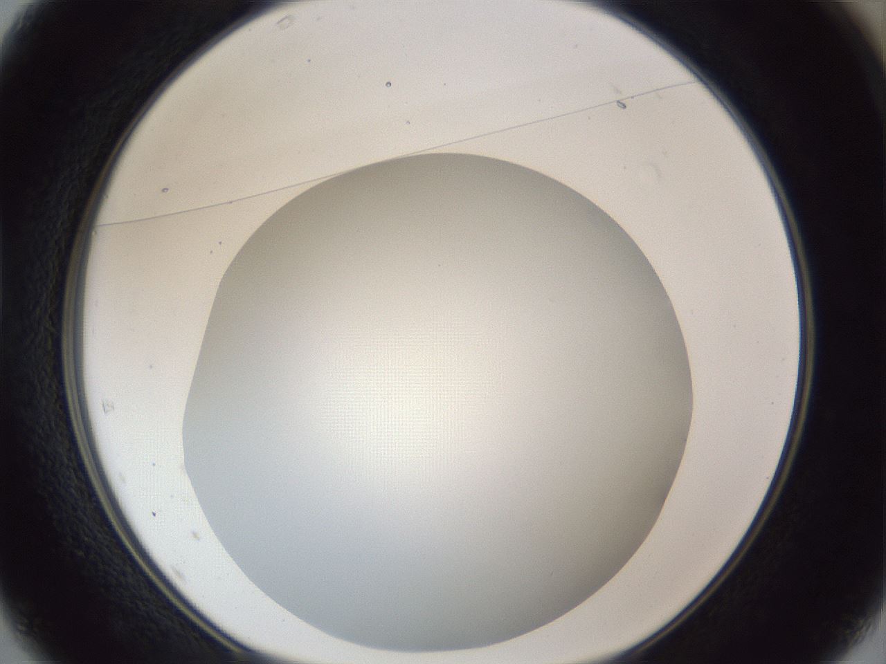 folderID165_plateID1165_batchID3067_wellNum37_profileID1_d1_r61159_ef.jpg