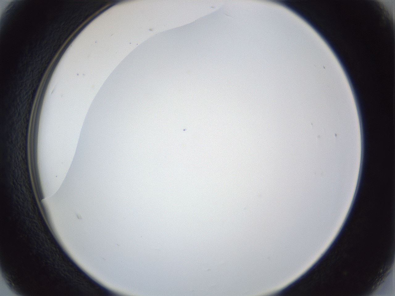 folderID165_plateID1165_batchID3120_wellNum15_profileID1_d2_r61116_ef.jpg