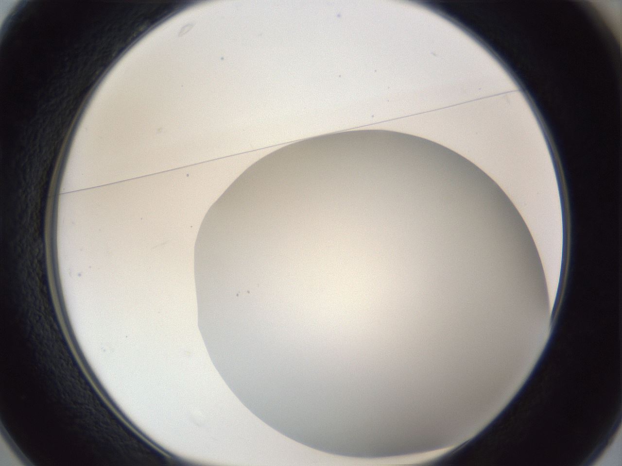 folderID165_plateID1165_batchID3120_wellNum25_profileID1_d1_r61135_ef.jpg