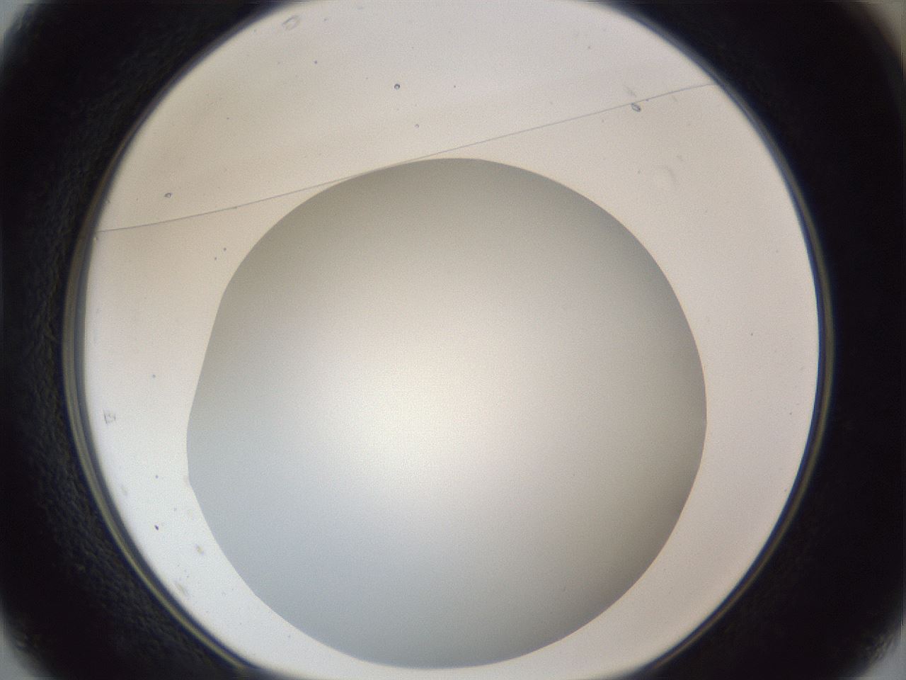 folderID165_plateID1165_batchID3120_wellNum37_profileID1_d1_r61159_ef.jpg
