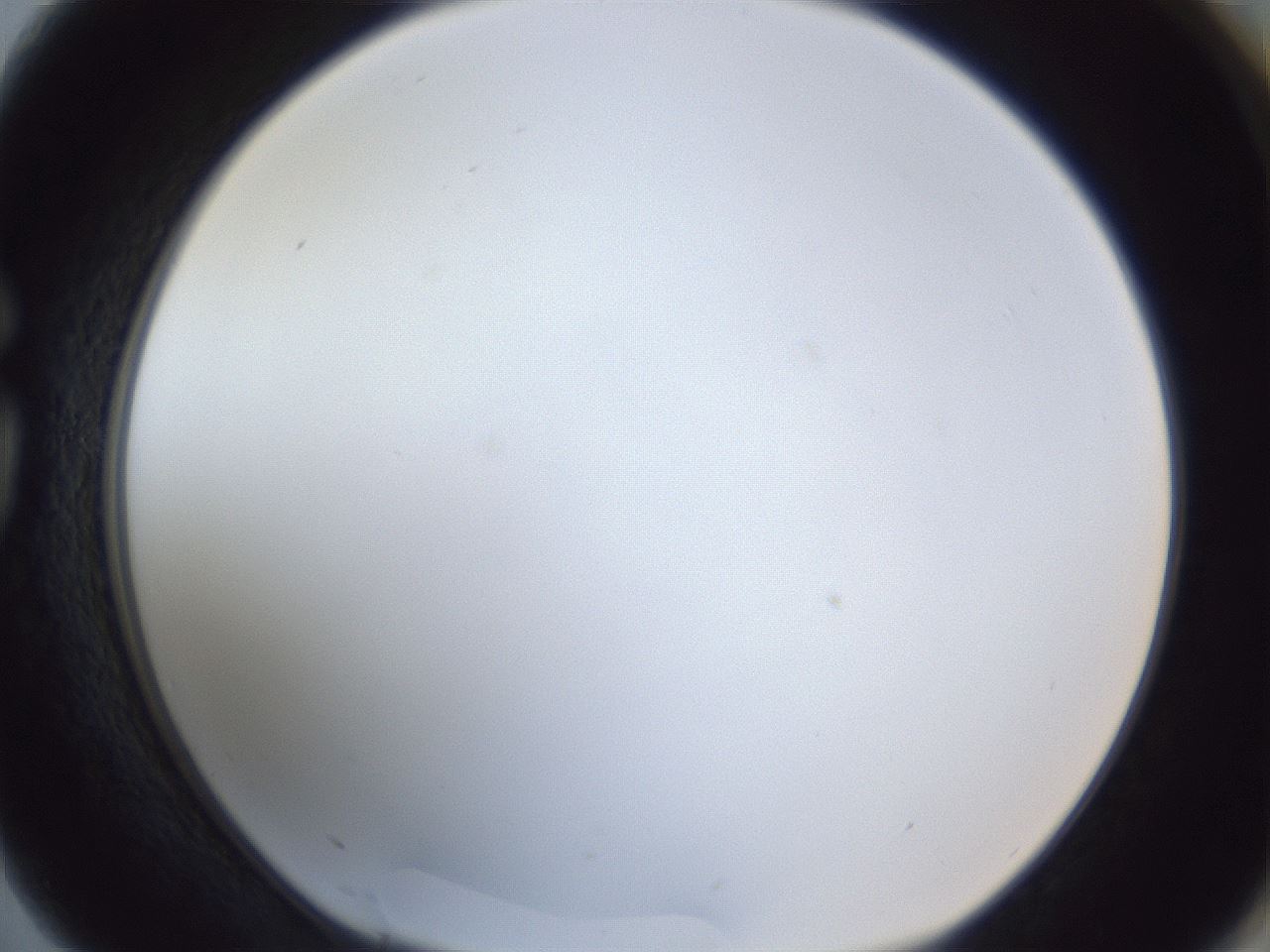 folderID166_plateID1166_batchID3069_wellNum75_profileID1_d1_r61427_ef.jpg