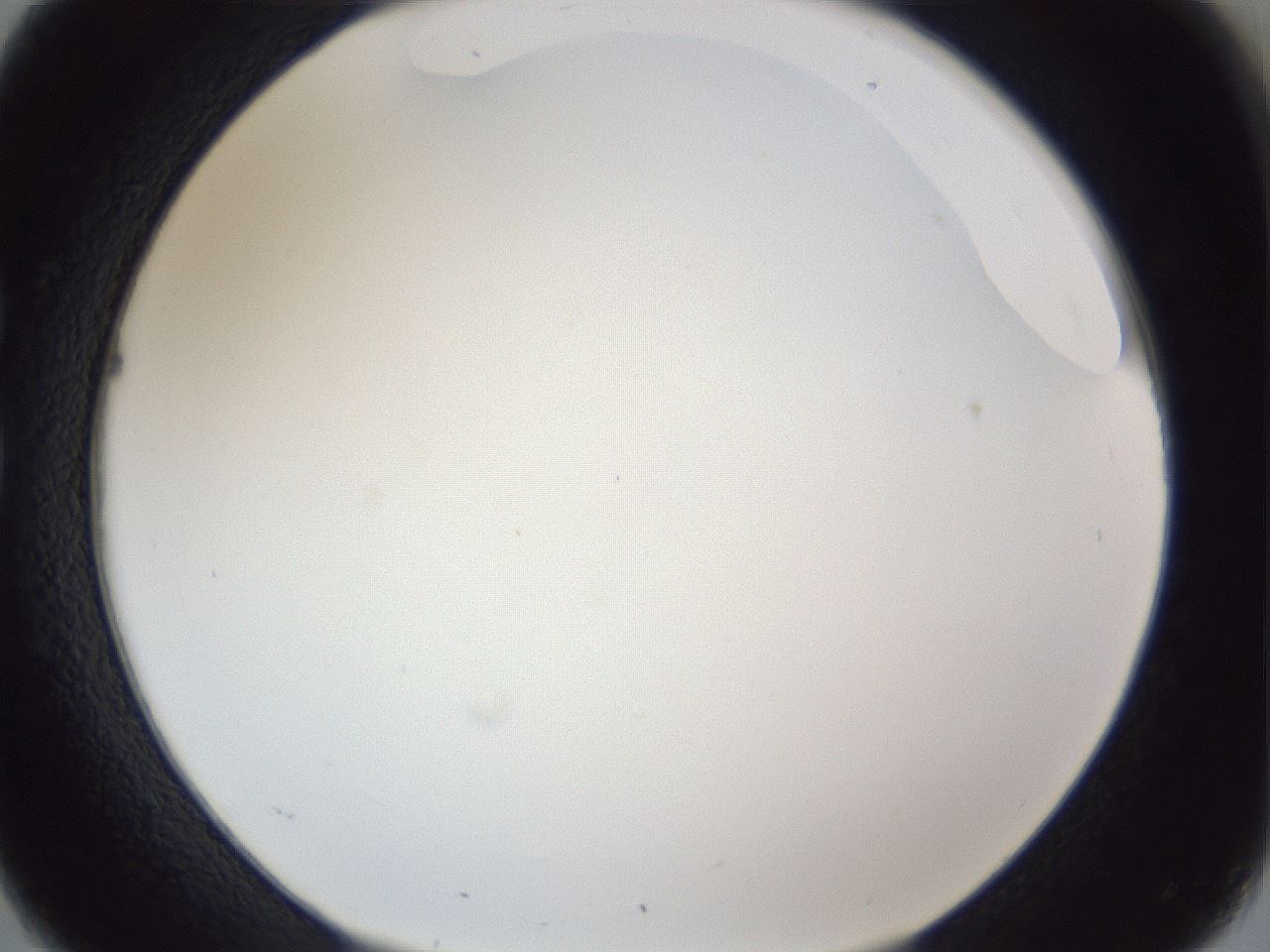 folderID166_plateID1166_batchID3069_wellNum26_profileID1_d1_r61329_ef.jpg