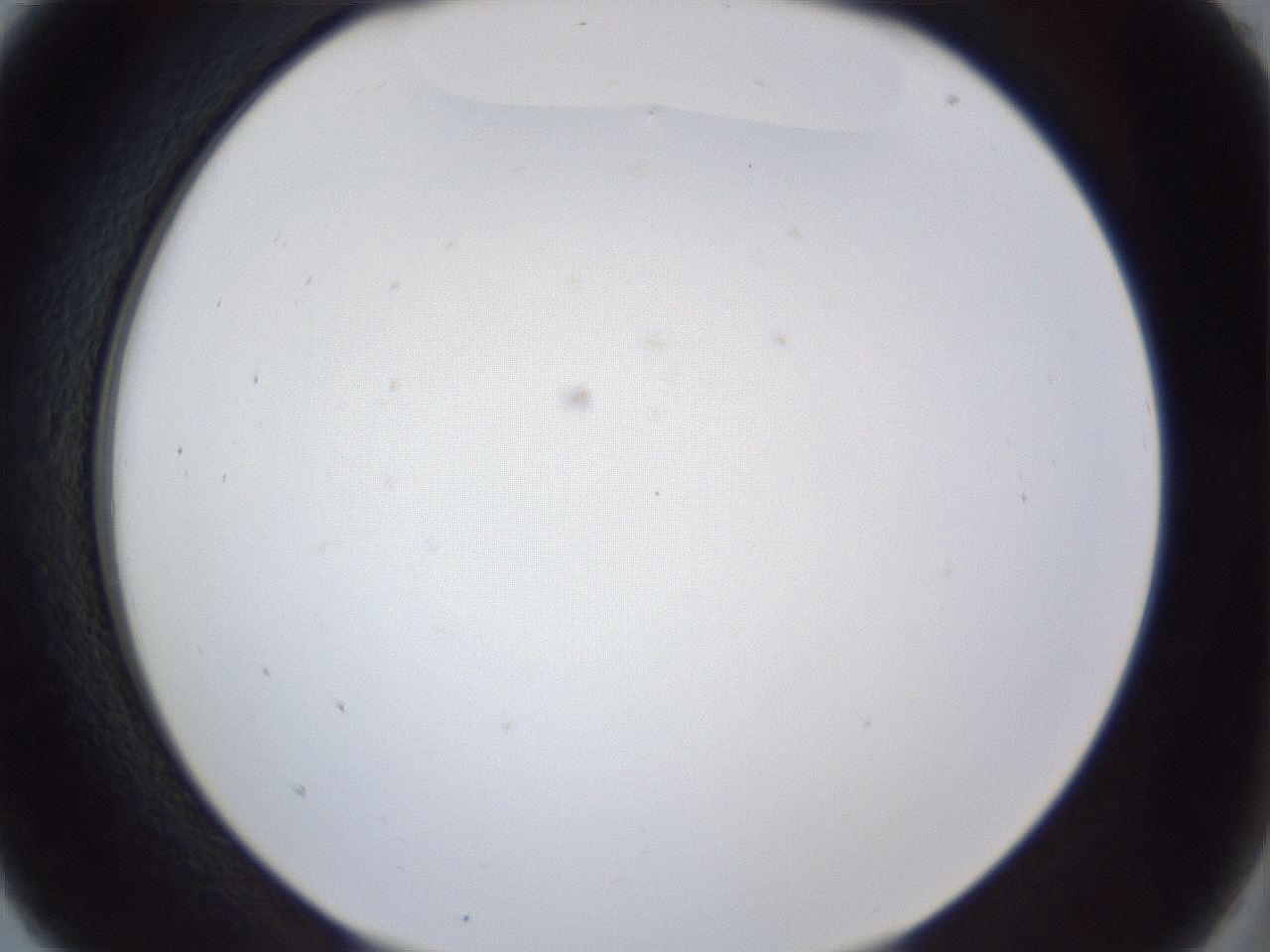 folderID166_plateID1166_batchID3069_wellNum5_profileID1_d2_r61288_ef.jpg