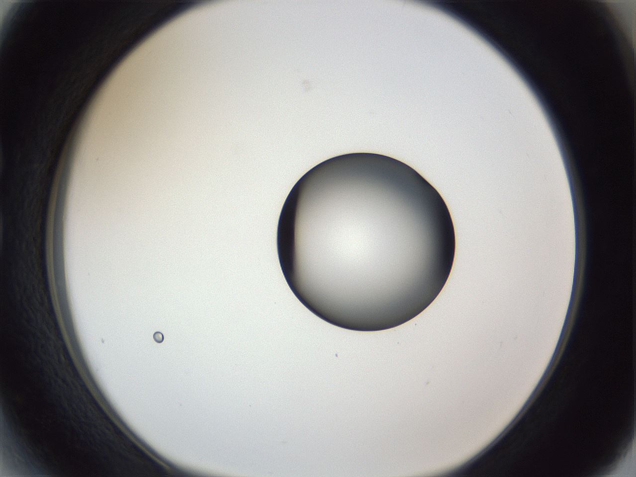 folderID252_plateID1252_batchID3997_wellNum27_profileID1_d1_r72514_ef.jpg