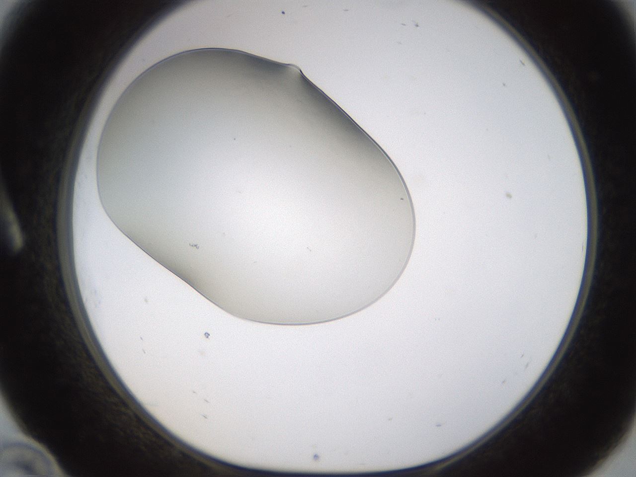 folderID253_plateID1253_batchID3988_wellNum10_profileID1_d1_r72567_ef.jpg