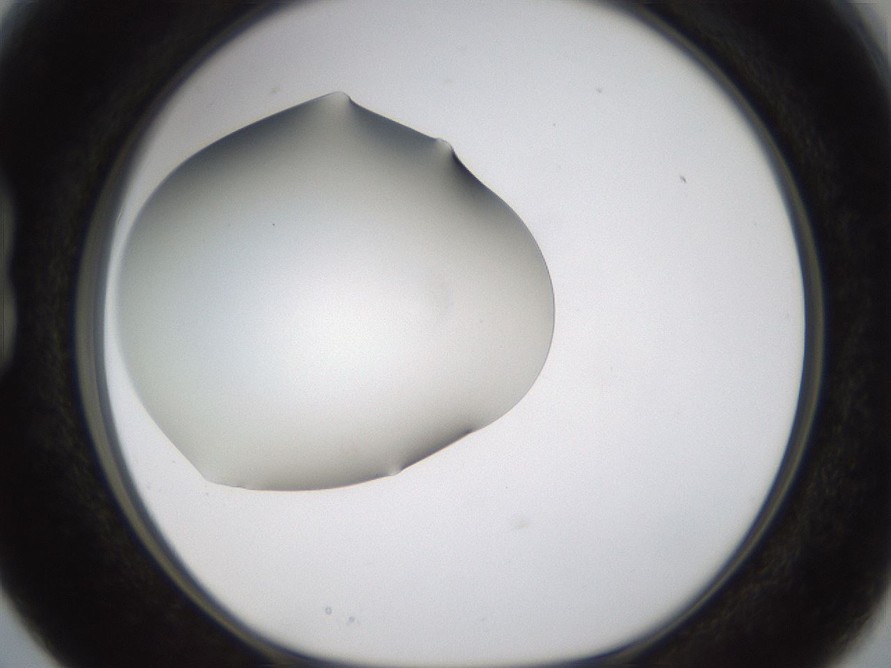 folderID253_plateID1253_batchID3988_wellNum15_profileID1_d1_r72572_ef.jpg