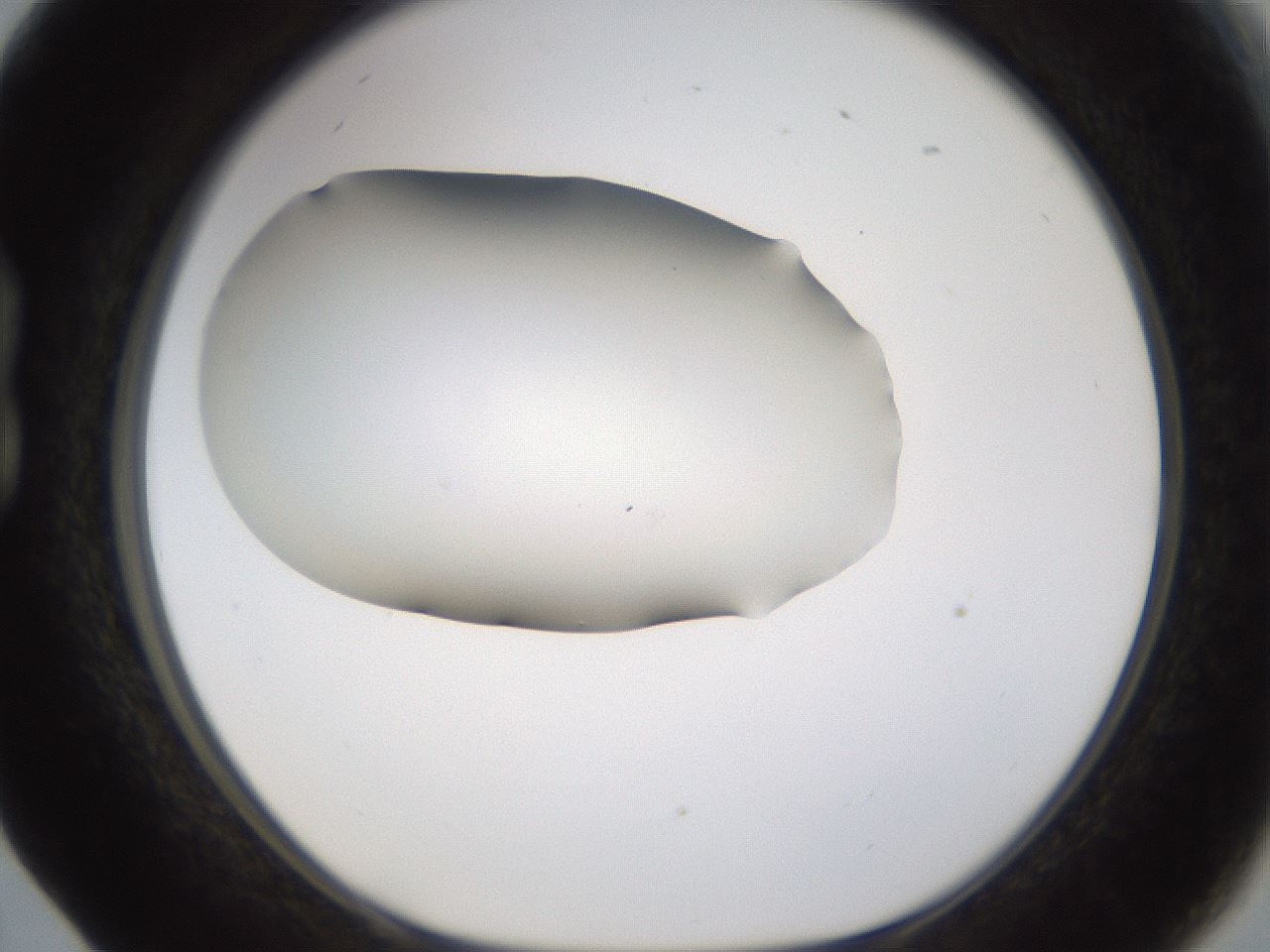 folderID253_plateID1253_batchID3988_wellNum17_profileID1_d1_r72574_ef.jpg