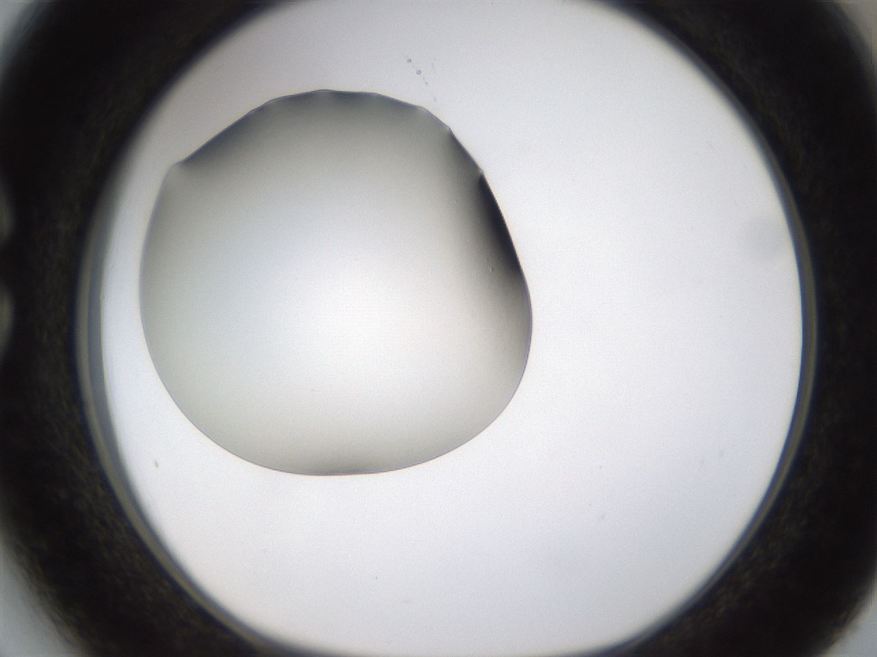 folderID253_plateID1253_batchID3988_wellNum27_profileID1_d1_r72584_ef.jpg