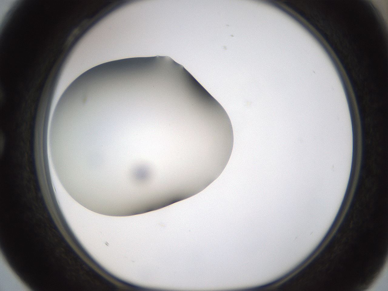 folderID253_plateID1253_batchID3988_wellNum28_profileID1_d1_r72585_ef.jpg