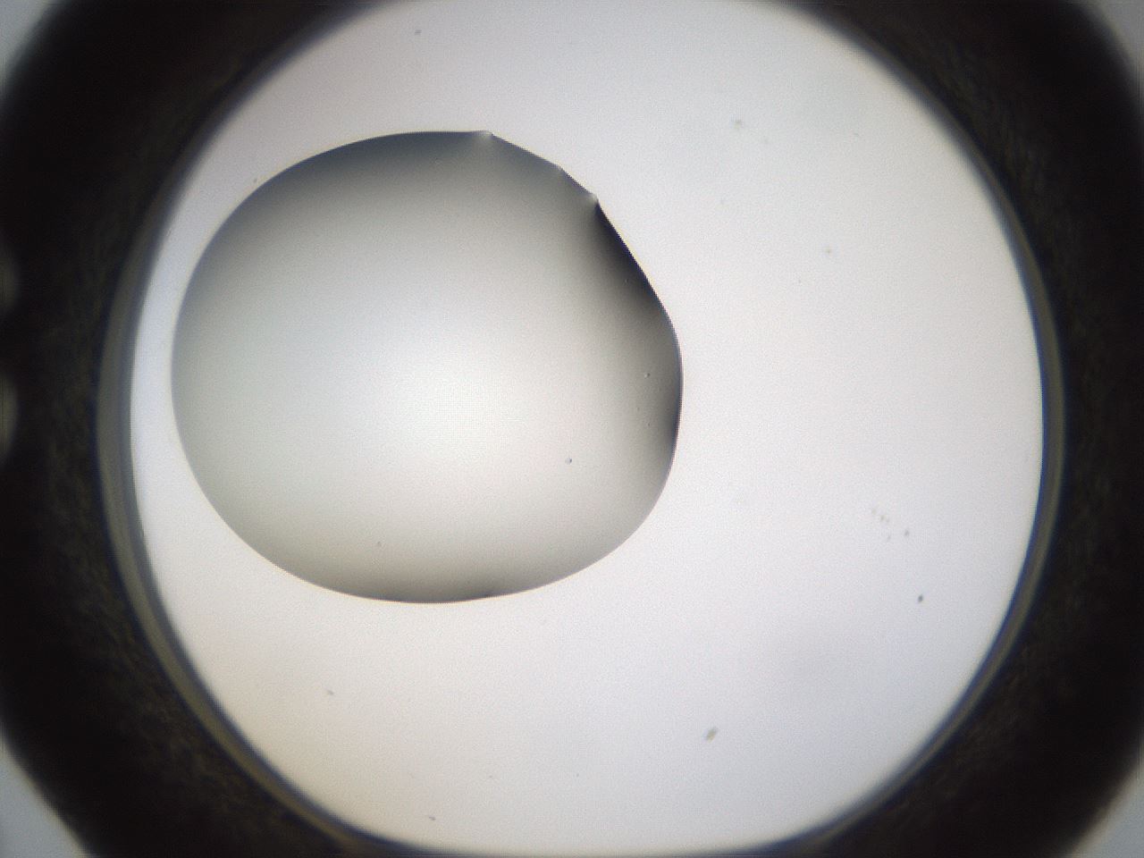 folderID253_plateID1253_batchID3988_wellNum29_profileID1_d1_r72586_ef.jpg