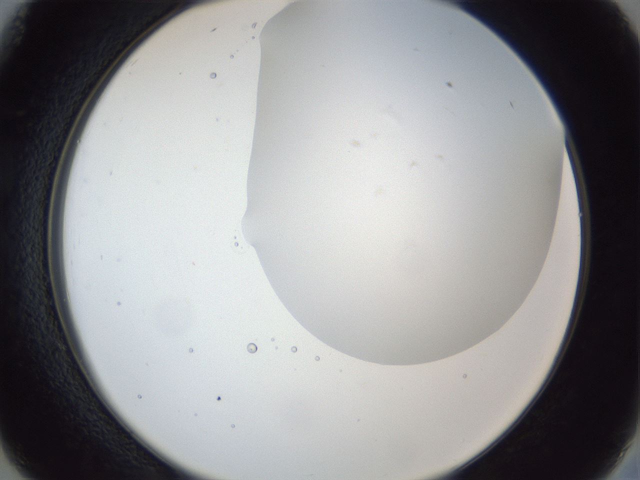 folderID163_plateID1163_batchID3206_wellNum26_profileID1_d2_r62674_ef.jpg