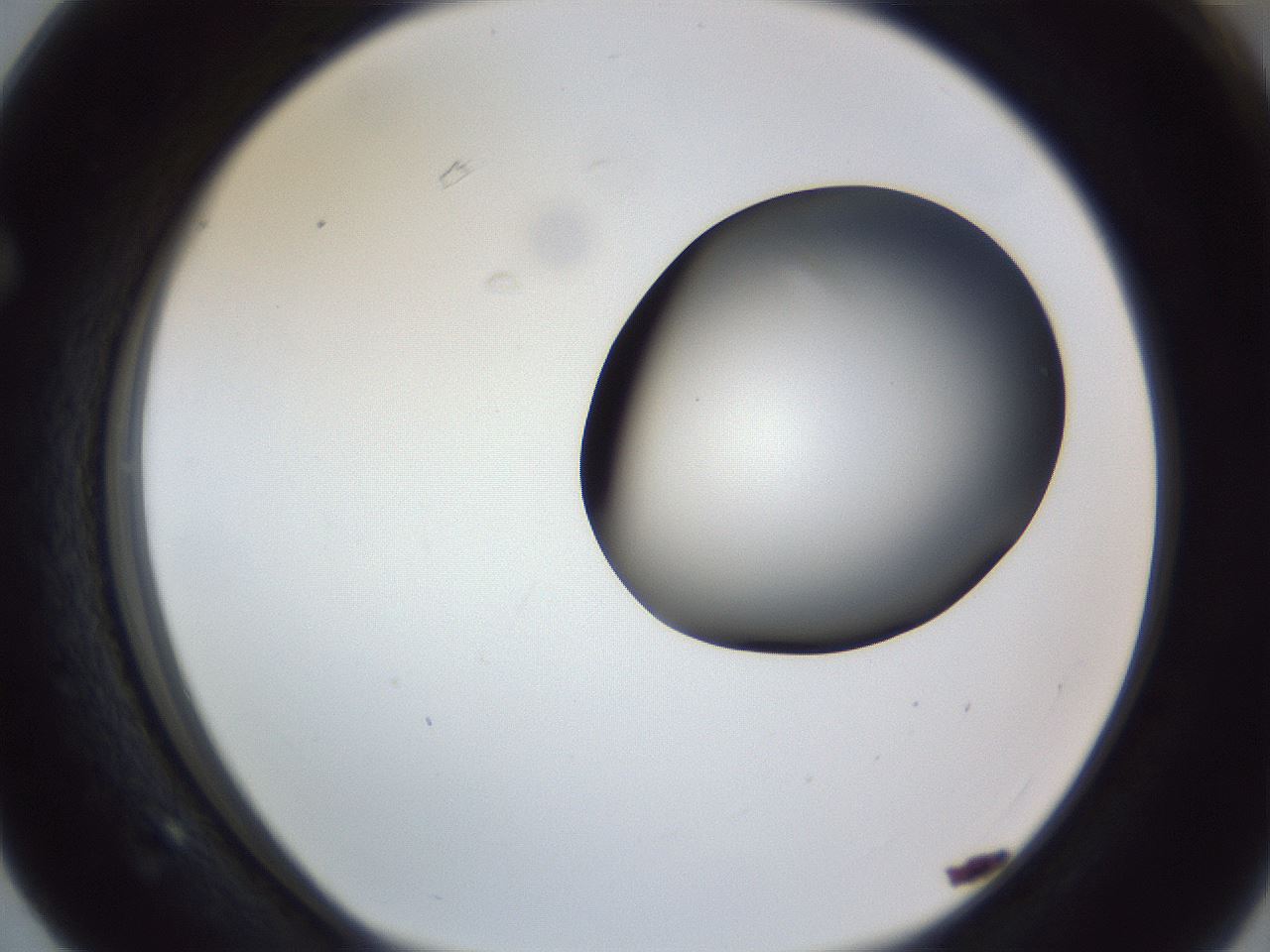 folderID164_plateID1164_batchID3211_wellNum63_profileID1_d1_r63899_ef.jpg
