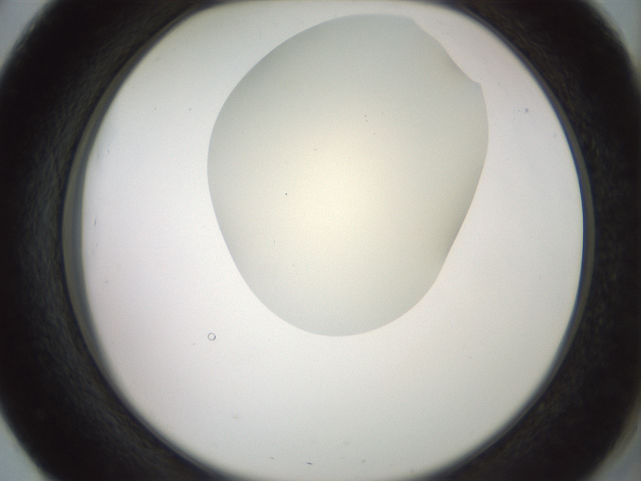 folderID16_plateID2016_batchID8964_wellNum51_profileID1_d2_r135951_ef.jpg