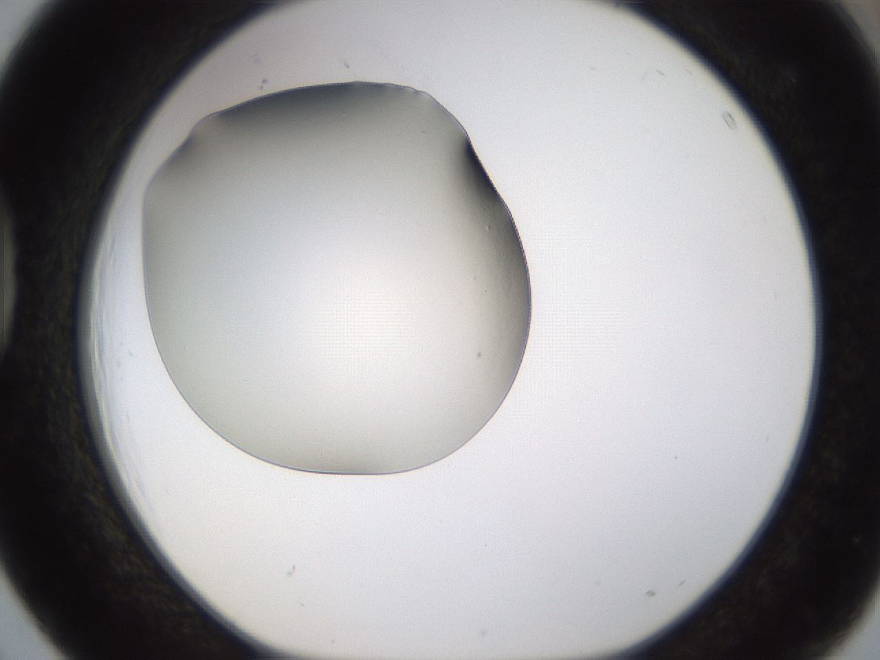 folderID253_plateID1253_batchID3988_wellNum39_profileID1_d1_r72596_ef.jpg