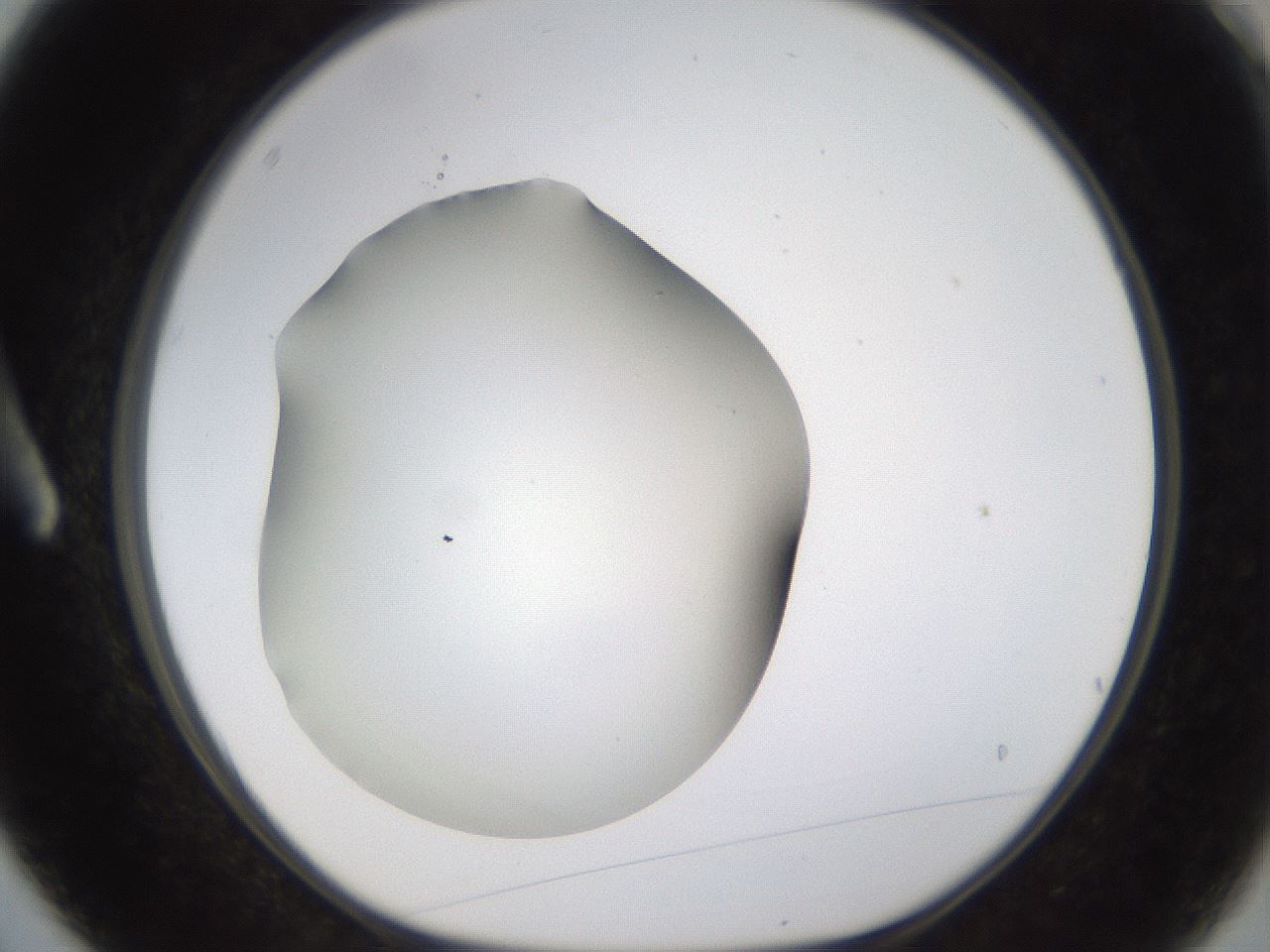 folderID253_plateID1253_batchID3988_wellNum3_profileID1_d1_r72560_ef.jpg