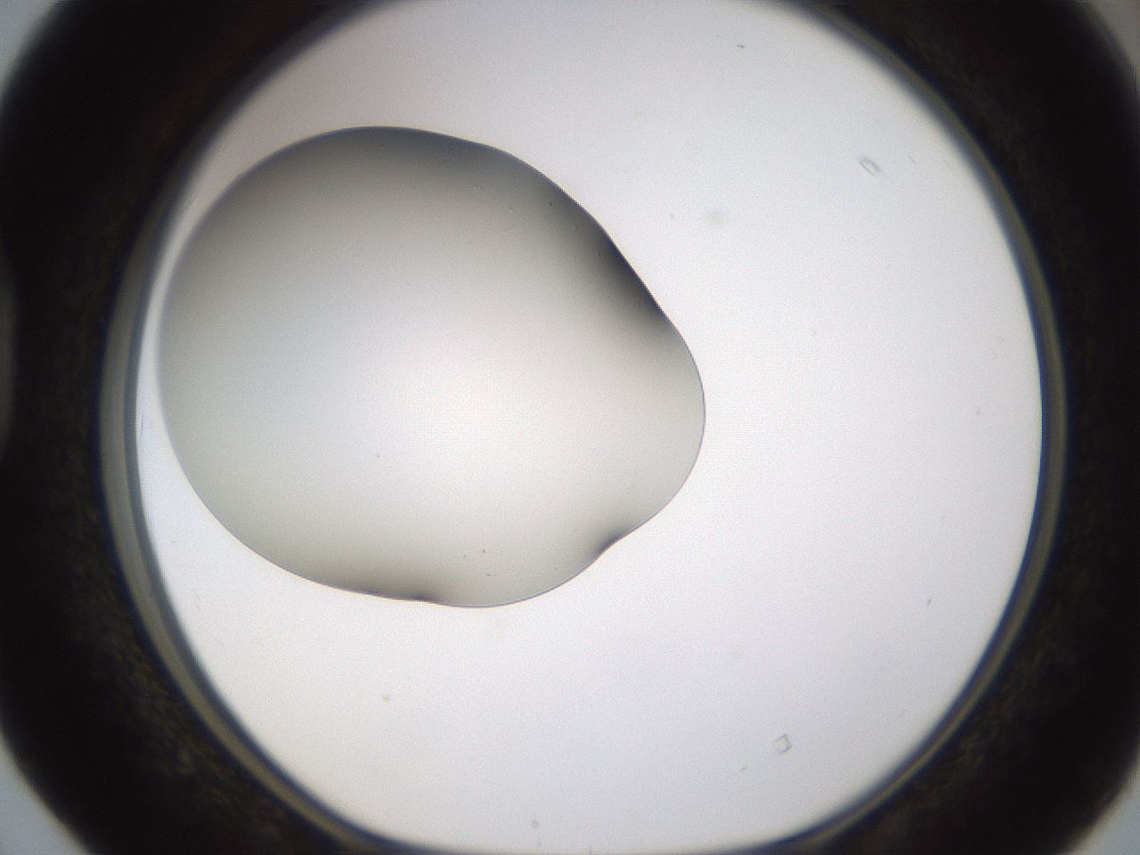 folderID253_plateID1253_batchID3988_wellNum40_profileID1_d1_r72597_ef.jpg