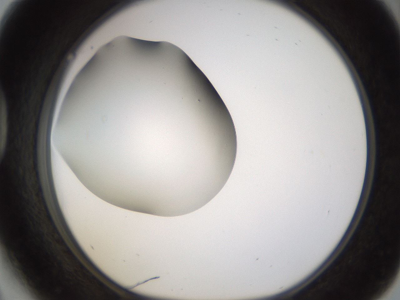 folderID253_plateID1253_batchID3988_wellNum41_profileID1_d1_r72598_ef.jpg