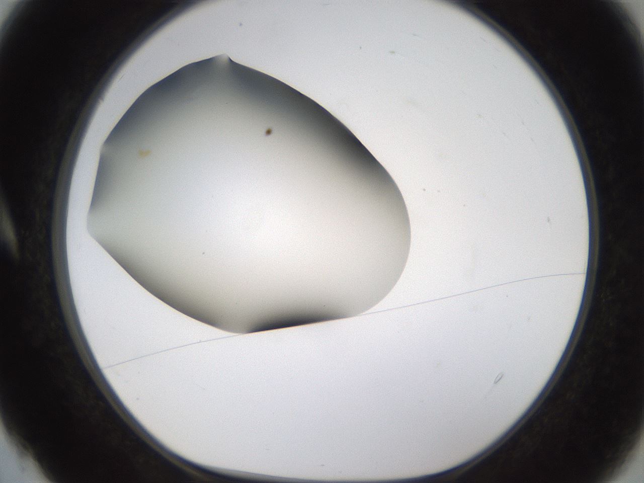 folderID253_plateID1253_batchID3988_wellNum4_profileID1_d1_r72561_ef.jpg