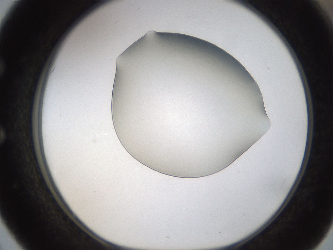 folderID253_plateID1253_batchID3988_wellNum51_profileID1_d1_r72608_ef.jpg