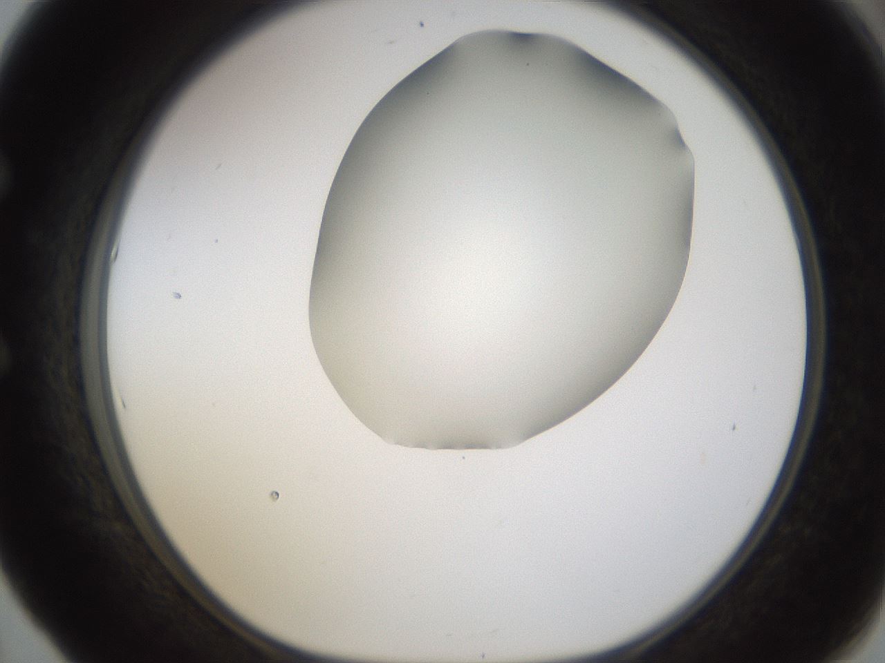 folderID253_plateID1253_batchID3988_wellNum53_profileID1_d1_r72610_ef.jpg