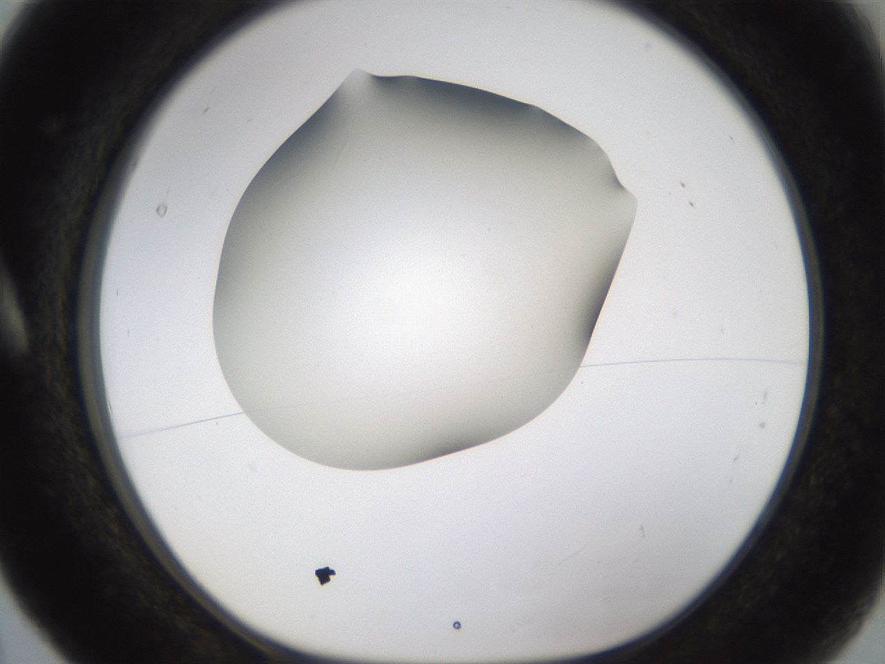 folderID253_plateID1253_batchID3988_wellNum5_profileID1_d1_r72562_ef.jpg