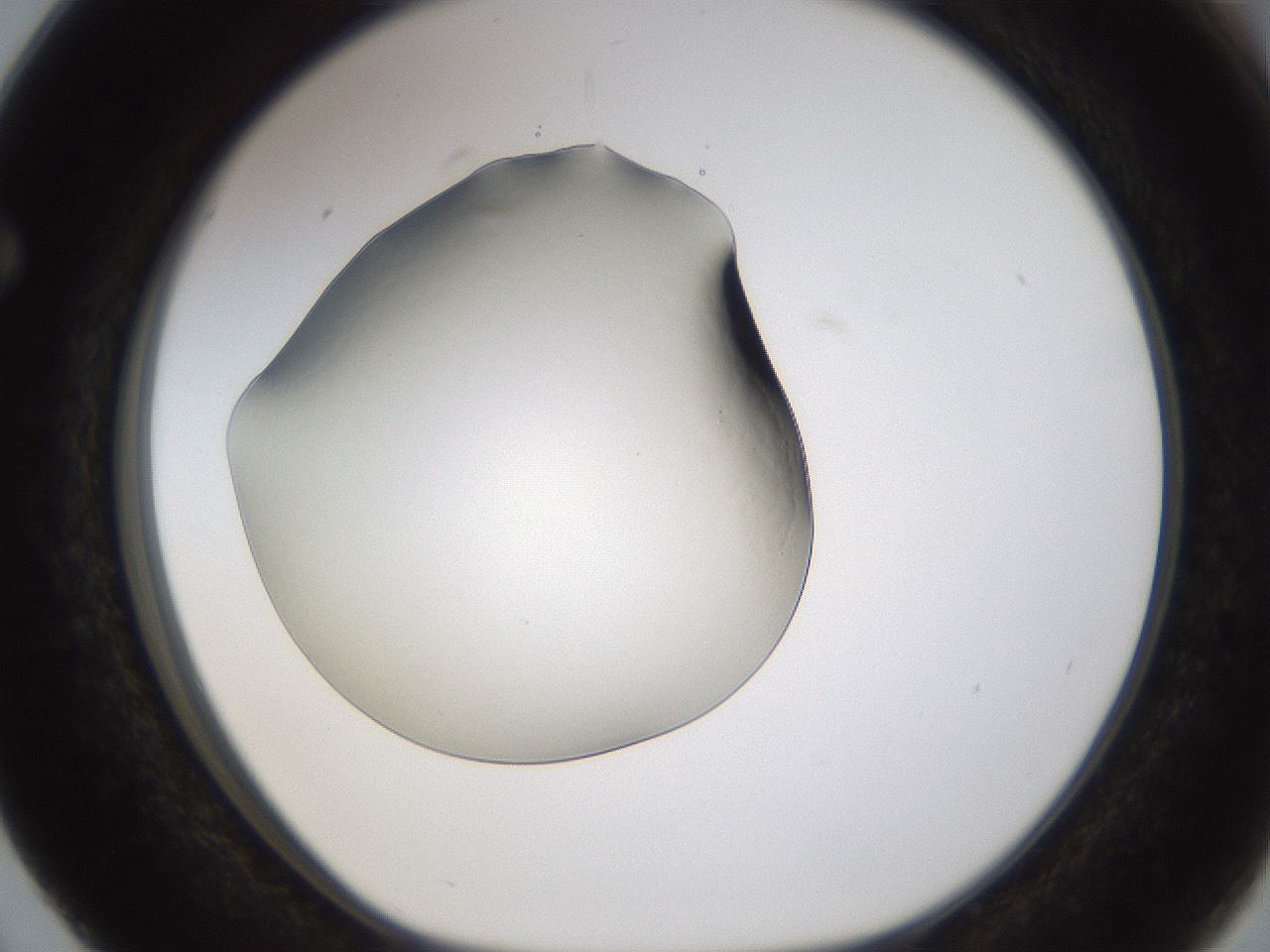 folderID253_plateID1253_batchID3988_wellNum63_profileID1_d1_r72620_ef.jpg