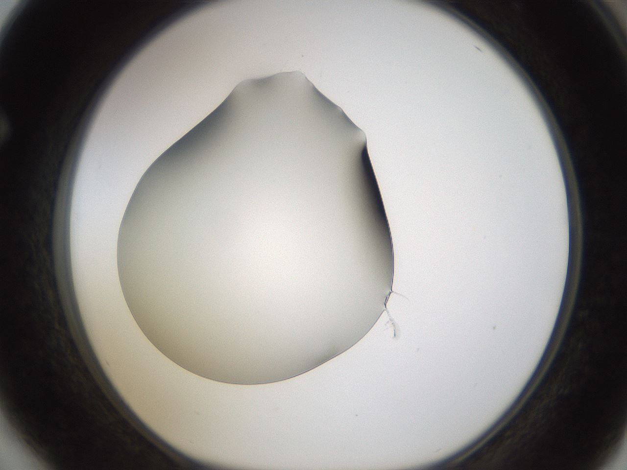 folderID253_plateID1253_batchID3988_wellNum64_profileID1_d1_r72621_ef.jpg