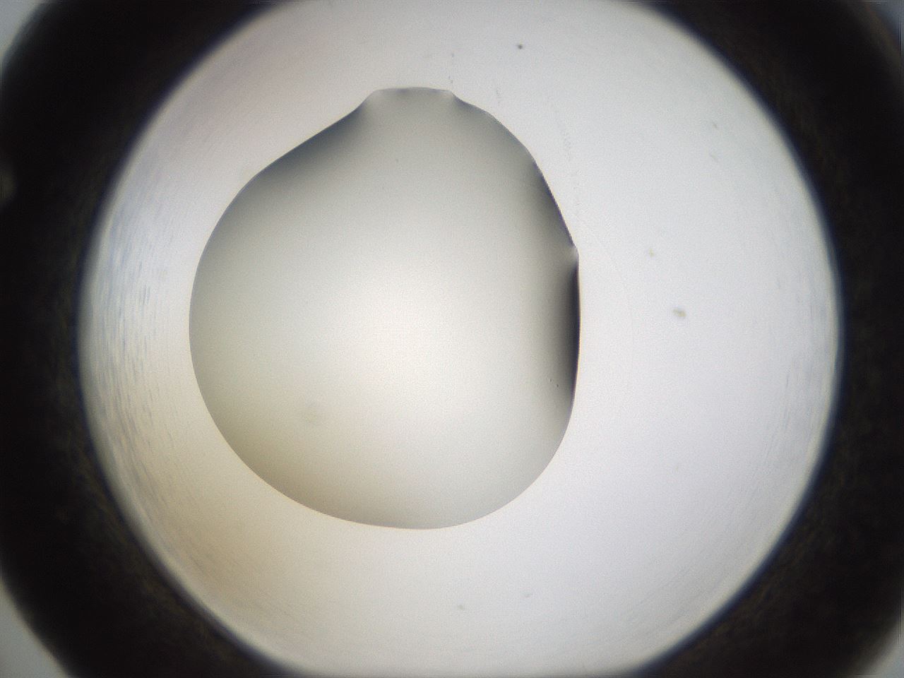 folderID253_plateID1253_batchID3988_wellNum65_profileID1_d1_r72622_ef.jpg