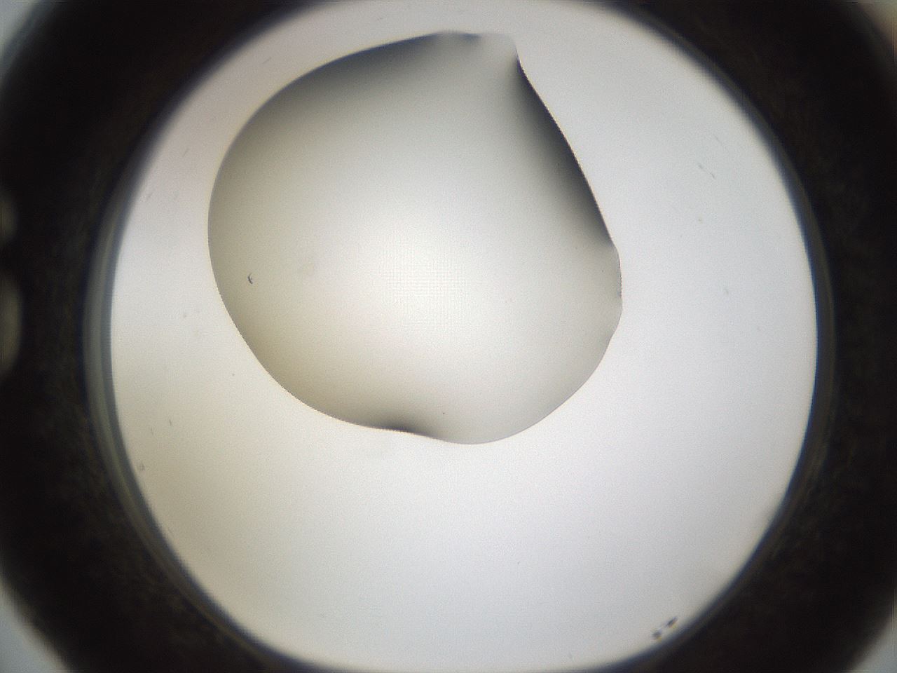 folderID253_plateID1253_batchID3988_wellNum77_profileID1_d1_r72634_ef.jpg