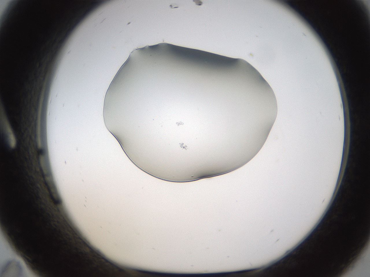 folderID253_plateID1253_batchID3988_wellNum11_profileID1_d1_r72568_ef.jpg