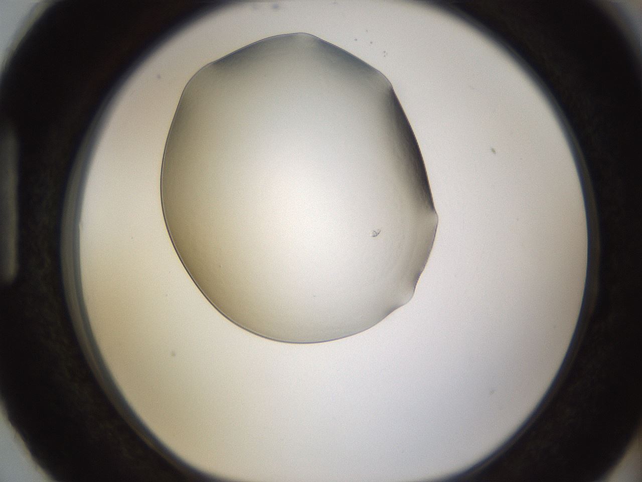 folderID253_plateID1253_batchID3988_wellNum87_profileID1_d1_r72644_ef.jpg