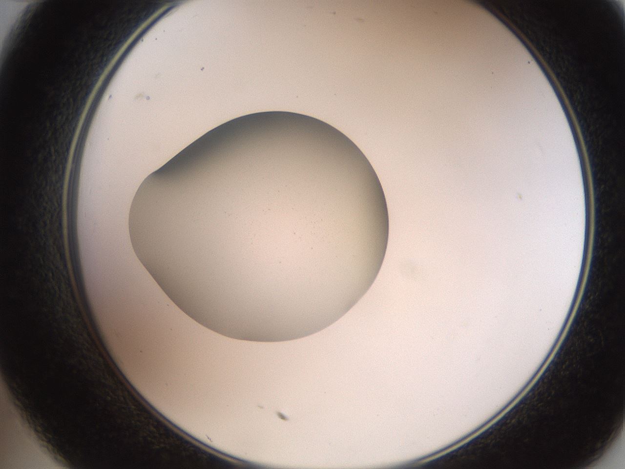 folderID257_plateID2257_batchID10332_wellNum35_profileID1_d2_r156679_ef.jpg