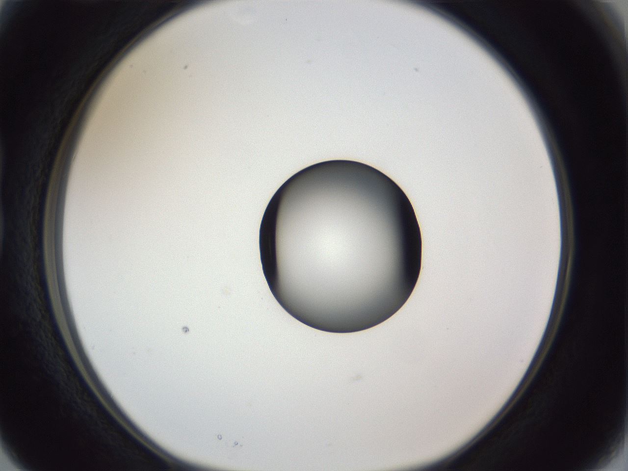 folderID252_plateID1252_batchID3997_wellNum15_profileID1_d1_r72490_ef.jpg