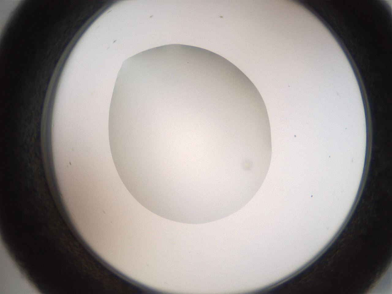 folderID257_plateID2257_batchID10332_wellNum45_profileID1_d2_r156699_ef.jpg