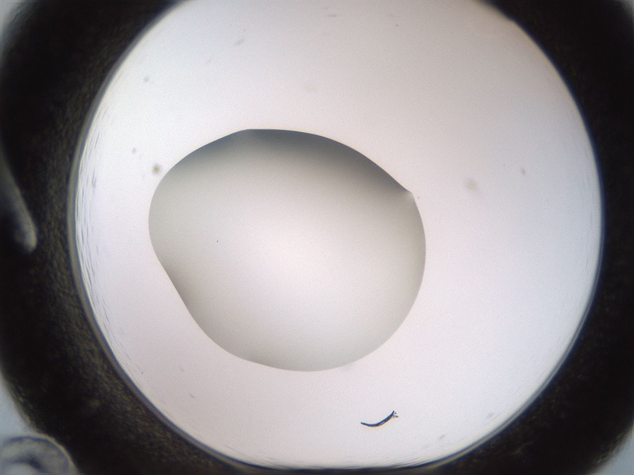 folderID258_plateID2258_batchID10333_wellNum12_profileID1_d1_r156824_ef.jpg