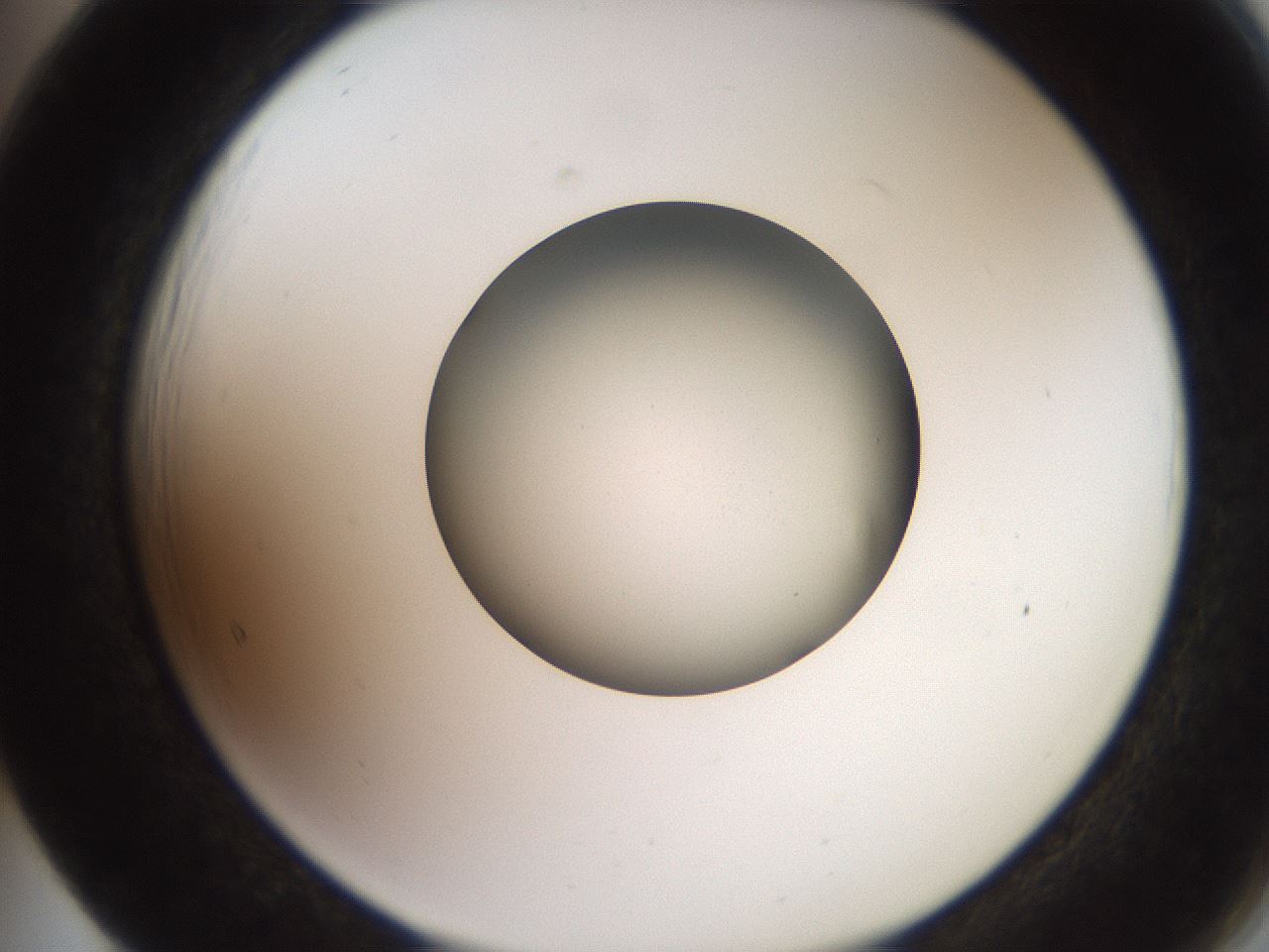 folderID258_plateID2258_batchID10333_wellNum65_profileID1_d2_r156931_ef.jpg