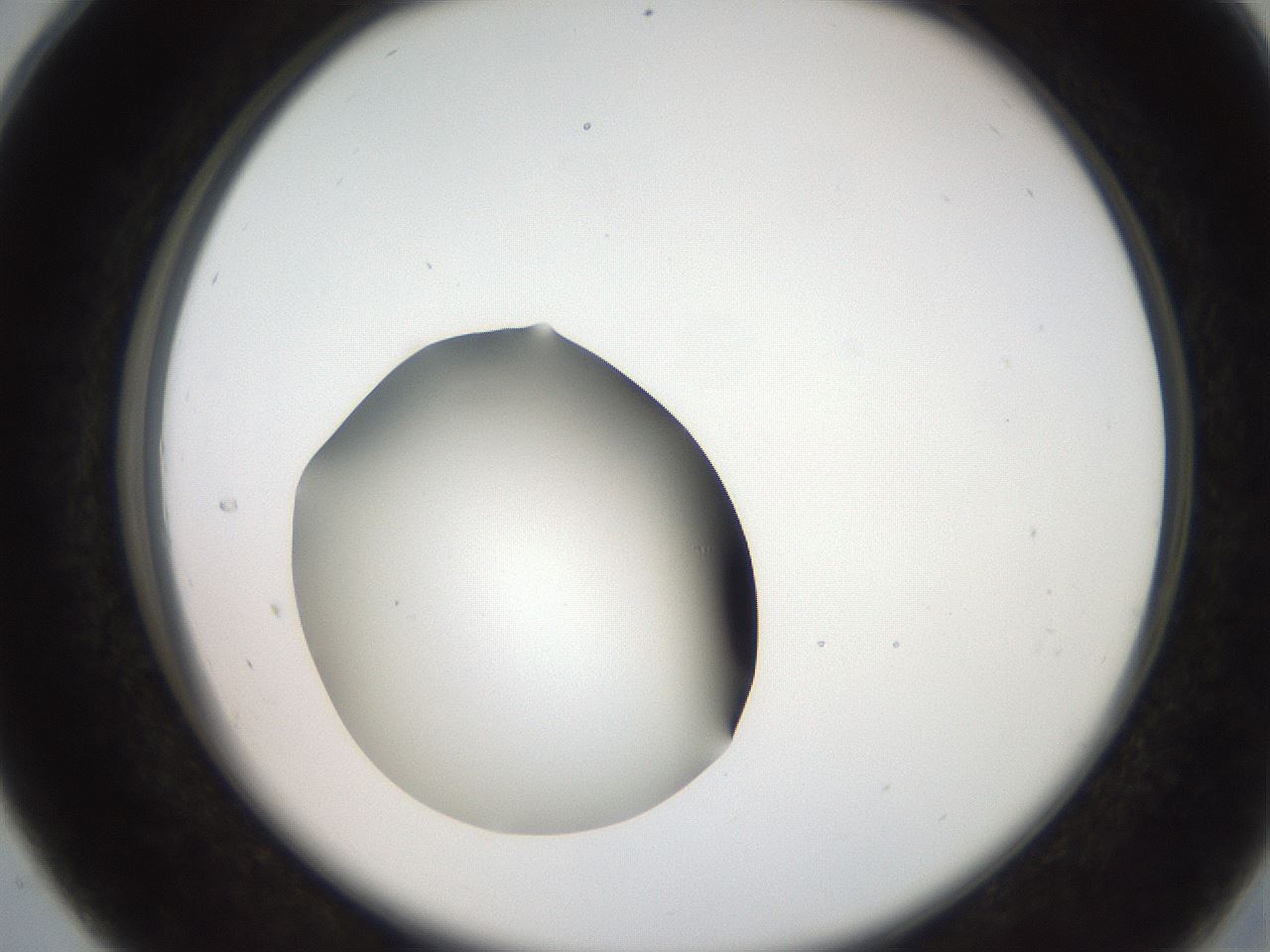 folderID259_plateID2259_batchID10335_wellNum28_profileID1_d2_r157241_ef.jpg