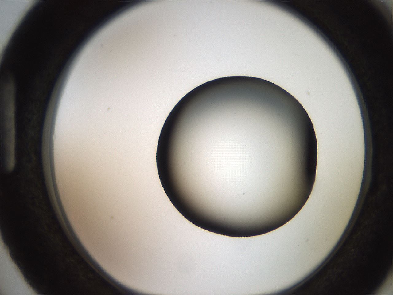 folderID259_plateID2259_batchID10335_wellNum87_profileID1_d1_r157358_ef.jpg