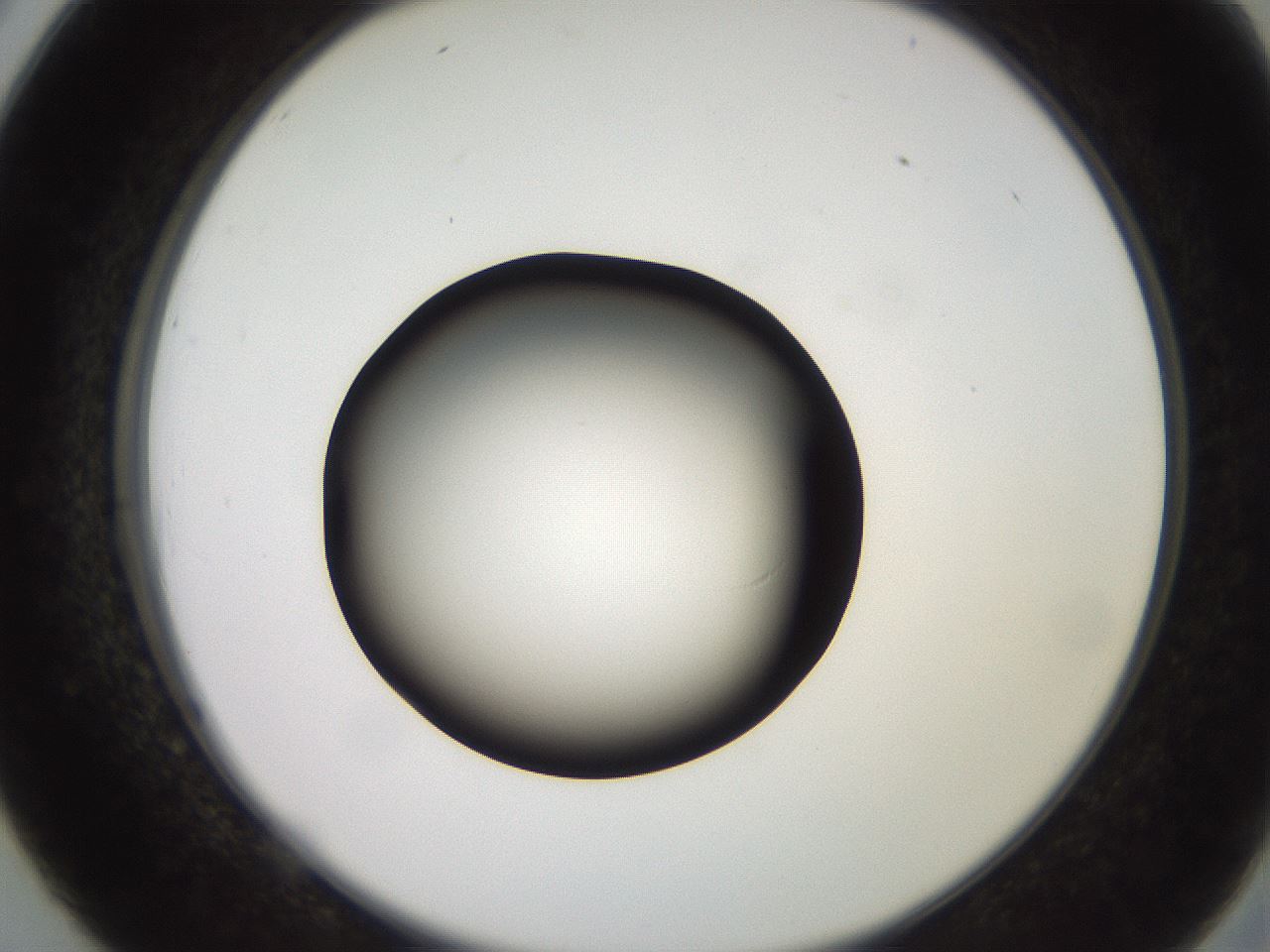 folderID260_plateID2260_batchID10334_wellNum26_profileID1_d2_r157045_ef.jpg