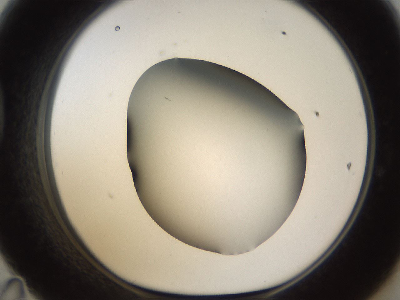 folderID256_plateID1256_batchID4115_wellNum47_profileID1_d1_r72708_ef.jpg