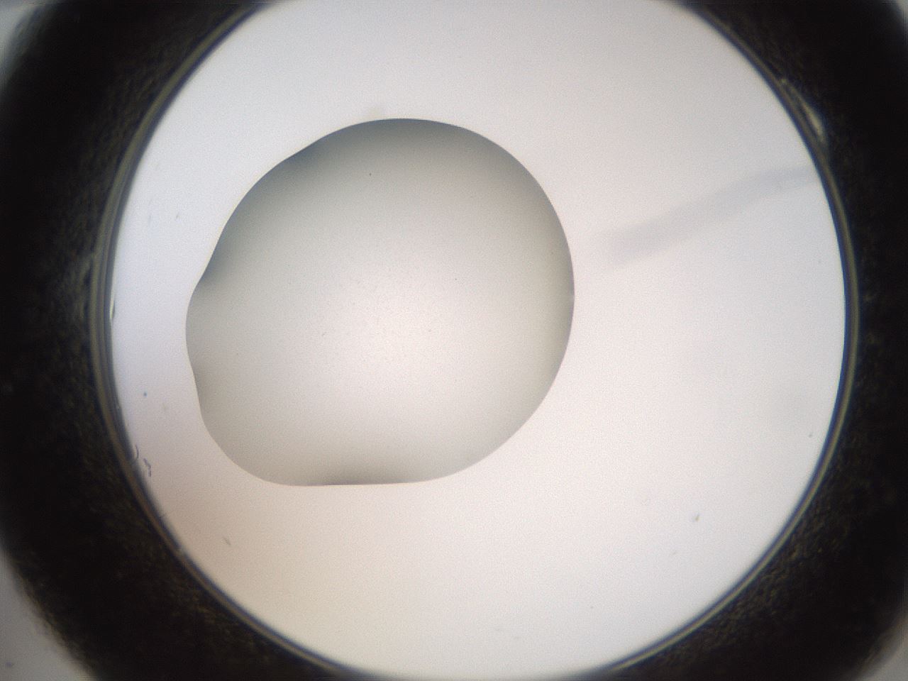 folderID257_plateID2257_batchID10332_wellNum10_profileID1_d2_r156629_ef.jpg