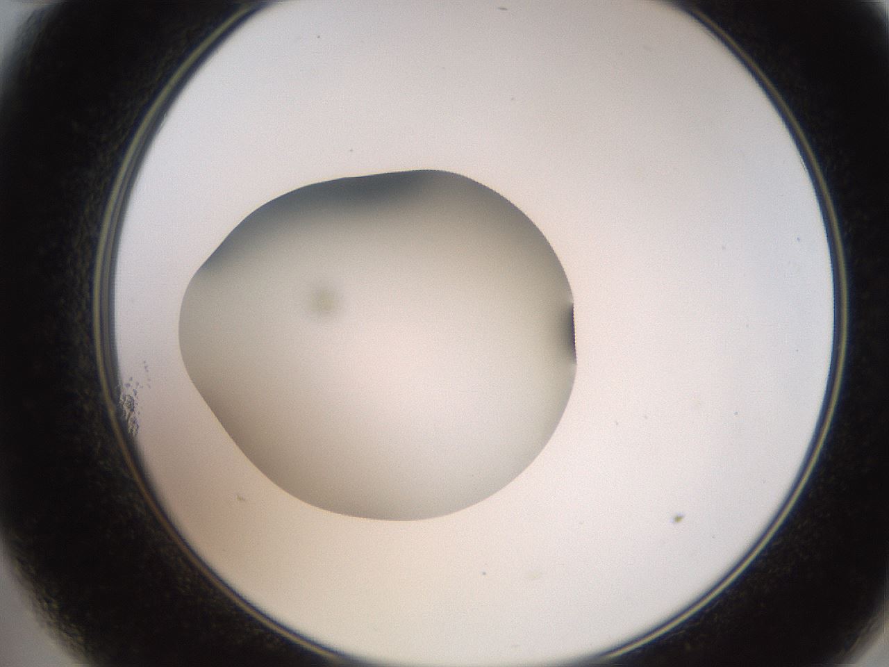 folderID257_plateID2257_batchID10332_wellNum11_profileID1_d2_r156631_ef.jpg