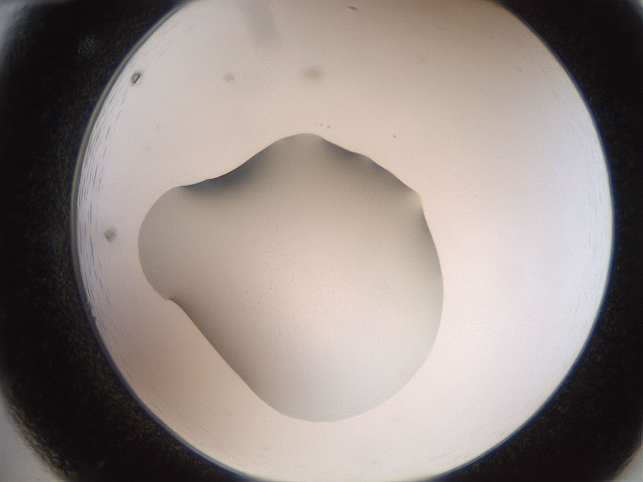 folderID257_plateID2257_batchID10332_wellNum12_profileID1_d2_r156633_ef.jpg
