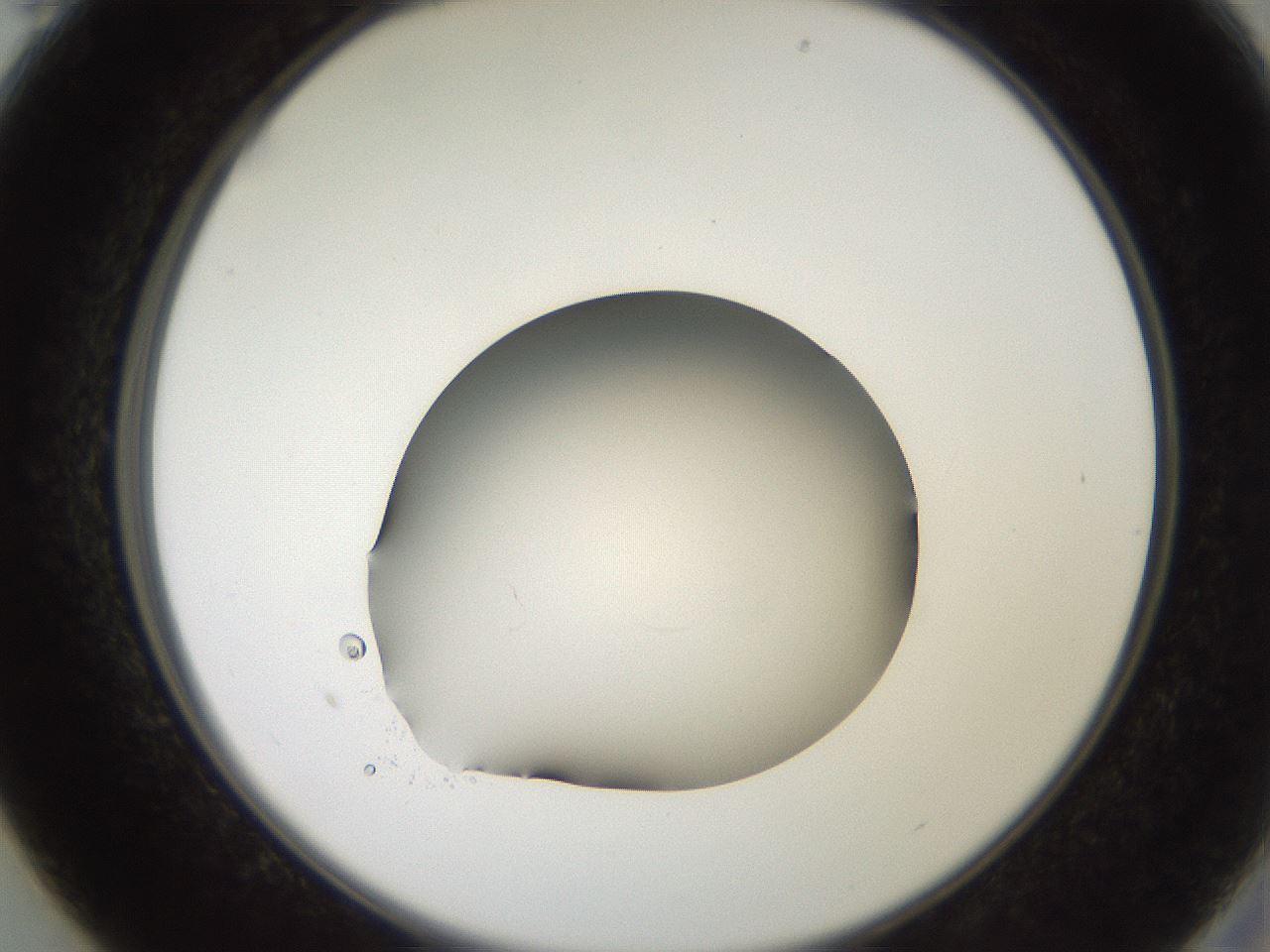 folderID257_plateID2257_batchID10332_wellNum13_profileID1_d2_r156635_ef.jpg