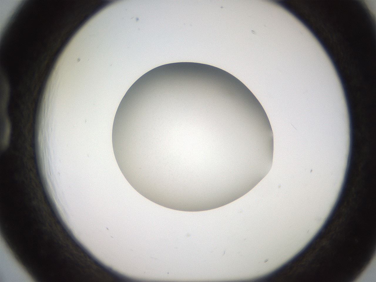 folderID257_plateID2257_batchID10332_wellNum18_profileID1_d1_r156644_ef.jpg
