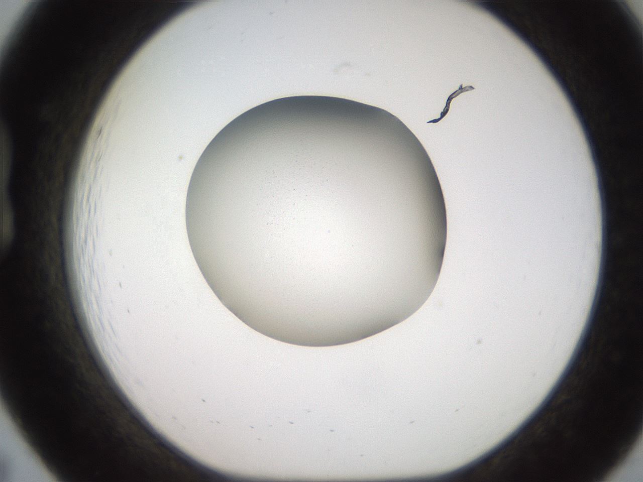 folderID257_plateID2257_batchID10332_wellNum19_profileID1_d1_r156646_ef.jpg