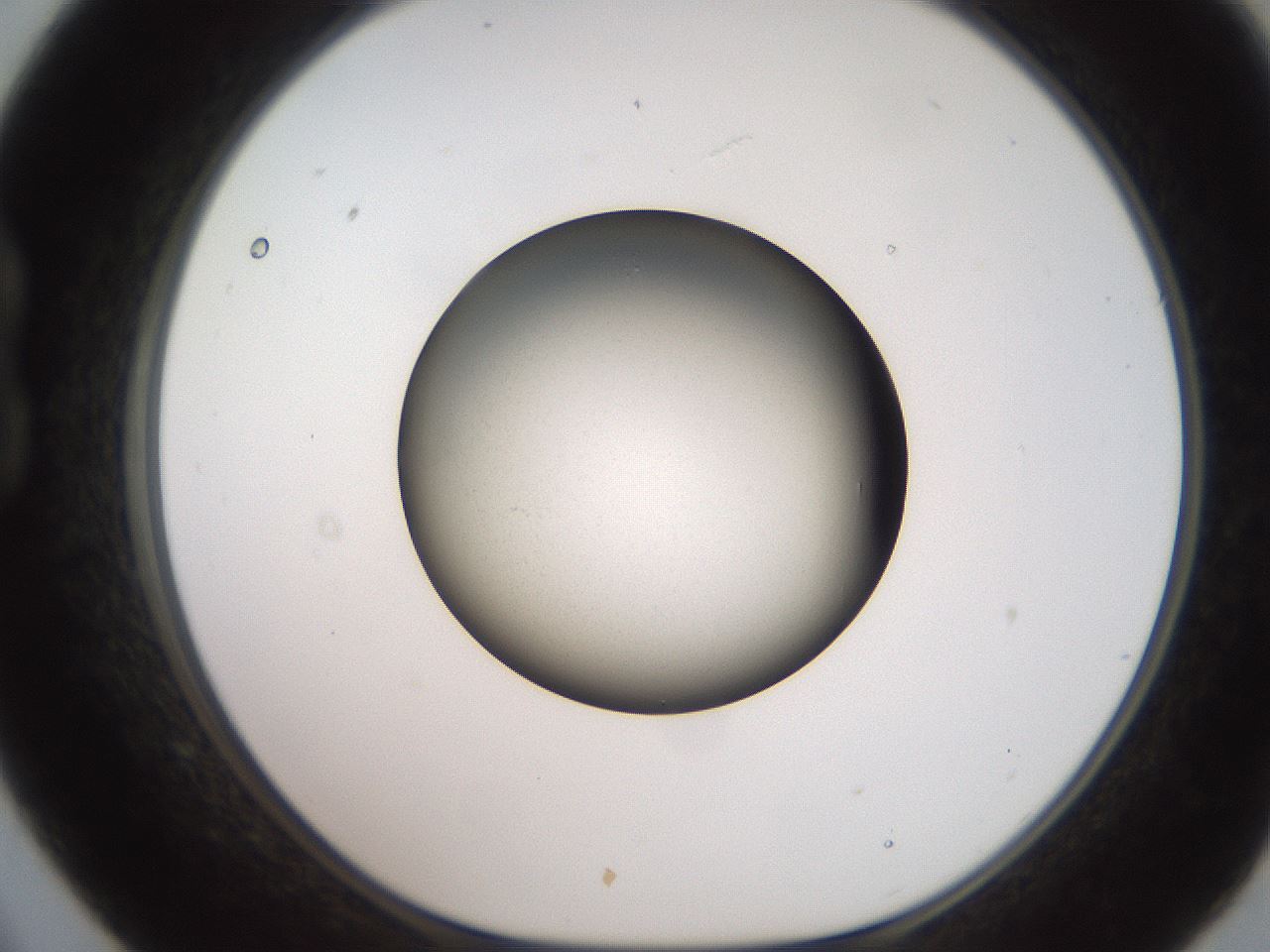 folderID257_plateID2257_batchID10332_wellNum21_profileID1_d1_r156650_ef.jpg