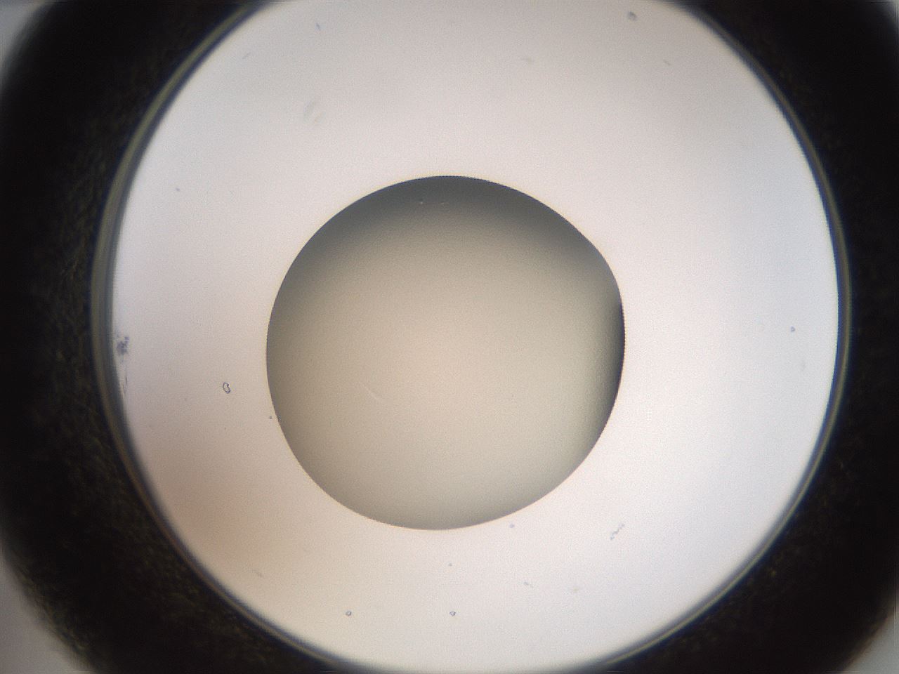 folderID257_plateID2257_batchID10332_wellNum22_profileID1_d2_r156653_ef.jpg