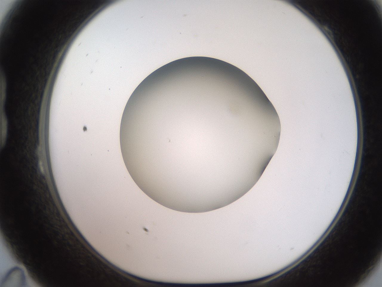 folderID257_plateID2257_batchID10332_wellNum23_profileID1_d1_r156654_ef.jpg