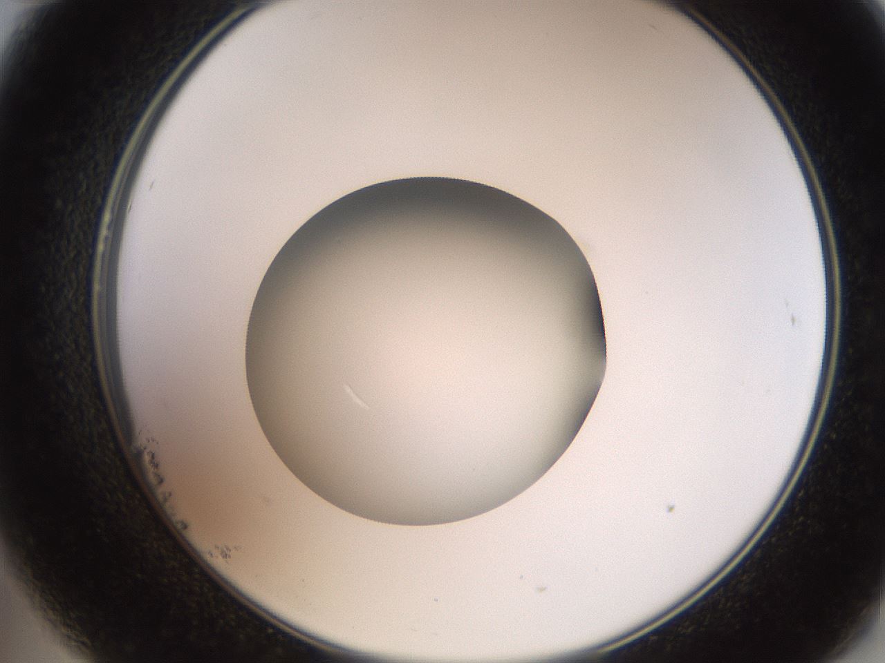 folderID257_plateID2257_batchID10332_wellNum23_profileID1_d2_r156655_ef.jpg